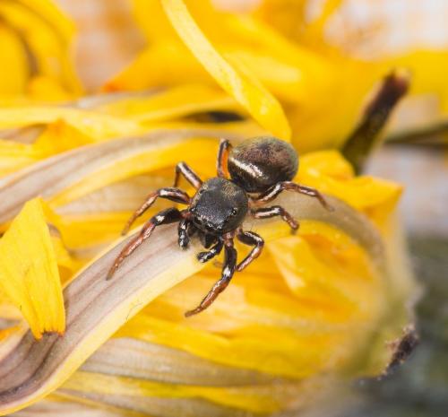 Réf. 179 873 : Heliophanus auratus